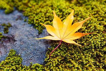 Image showing Yellow maple leaves on moss