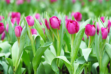 Image showing Flower tulips