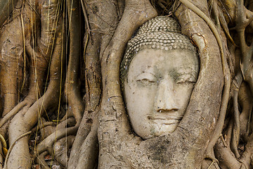 Image showing Buddha head in old tree close up