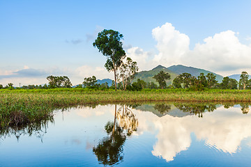 Image showing Wetland