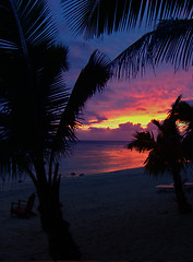 Image showing Rarotongan Beauty