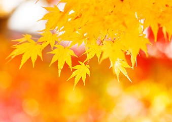 Image showing Yellow maple leaves