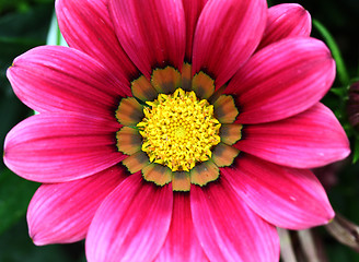 Image showing Purple flower close up