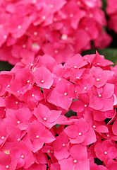 Image showing Pink hydrangea flower