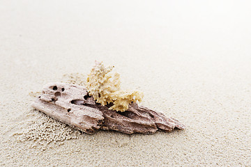 Image showing Driftwood and coral on beach
