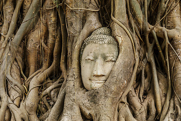 Image showing Buddha head in banyan tree