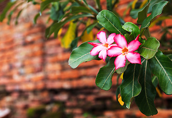 Image showing Pink flower with old red brick wall