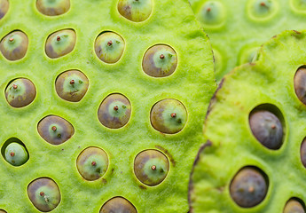 Image showing Lotus seed pod close up