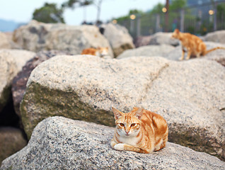 Image showing Street cat lying on the stone