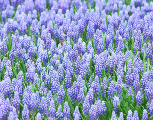 Image showing Purple muscari botryoides