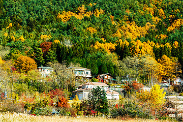 Image showing Village in forest