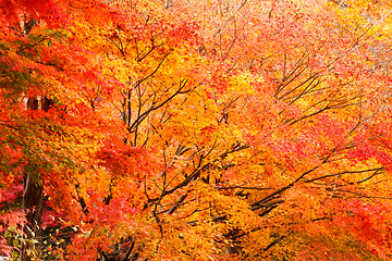 Image showing Autumn maple forest