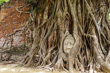 Image showing Head of Buddha in a tree trunk