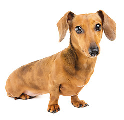 Image showing Dachshund Dog 