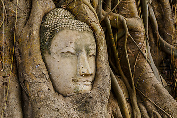 Image showing Buddha head in tree in Ayutthaya