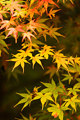 Image showing Autumn maple leaves