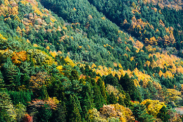 Image showing Autumn forest on mountain