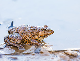 Image showing Frog in lake