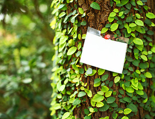 Image showing Ivy on tree with white card