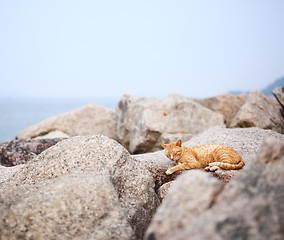 Image showing Street cat on the rock