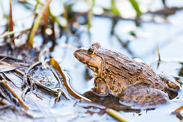 Image showing Frog in lake