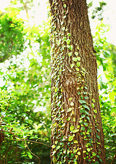 Image showing Green creeper on tree