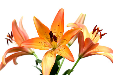 Image showing lily over white