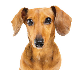 Image showing Dachshund dog