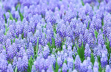 Image showing Purple muscari botryoides field