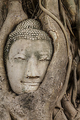 Image showing Buddha head in old tree