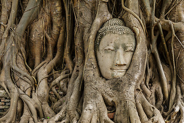 Image showing Buddha head in old tree