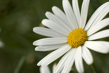 Image showing daisy