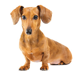 Image showing Dachshund dog