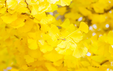 Image showing Yellow leaves of ginkgo