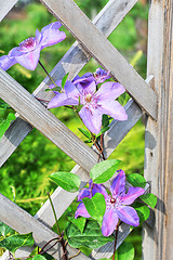 Image showing purple flowers