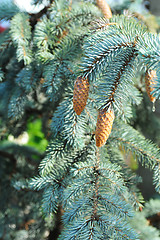 Image showing blue fir tree