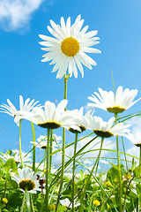 Image showing daisy flower field against blue sky