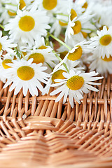 Image showing daisy flower with shallow focus