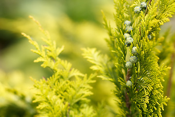 Image showing conifer with shallow focus for background