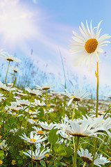 Image showing daisy flower field against blue sky