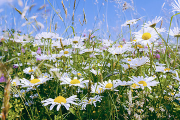 Image showing daisy flower field