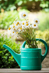 Image showing daisy flower in garden watering can