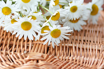 Image showing daisy flower with shallow focus 