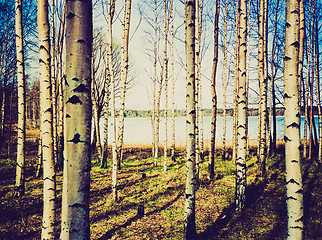 Image showing Retro look Birch trees