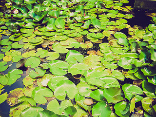 Image showing Retro look Water lily Nimphaea