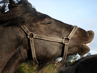 Image showing A horse