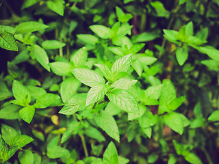 Image showing Retro look Peppermint