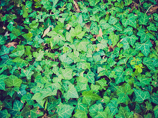 Image showing Retro look Ivy