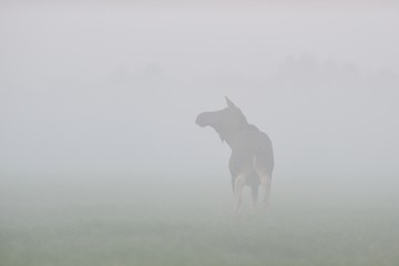 Image showing Moose cow in the fog