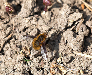 Image showing Common Bee-fly